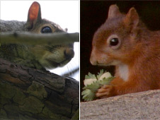 A grey and a red squirrel