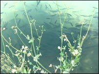 پرورش ماهی