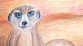 Mini Meerkat... Mini Meerkat...