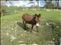 The donkey