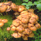 Honey Fungus