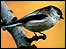 Long Tailed Tit