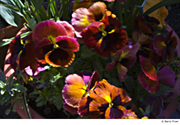 Photo by Barry Fryer