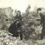 Allotments in Cribblegate St Giles church. St Pauls in the background