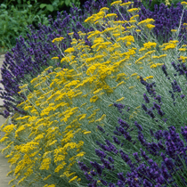 Helichrysum italicum