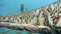 A coral nursery