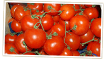 Vine tomatoes