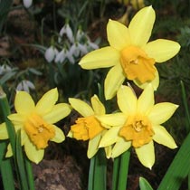 Narcissus 'Tete-a-Tete'