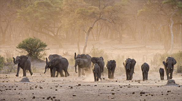 Elephands by Sue Flood