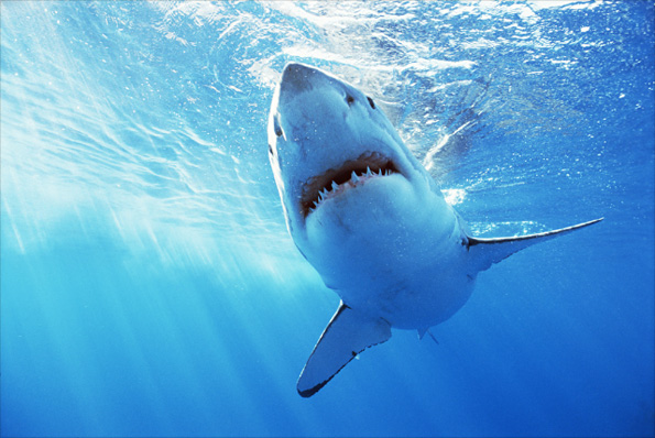 Great White Shark by Sue Flood