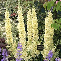 Verbascum 'Gainsborough'