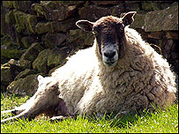Sheep with lambs in Teesdale.