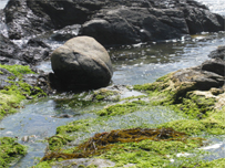 Seaweed at Stackhouse Cove 