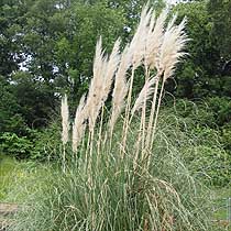 Pampas grass