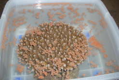 Close up of coral spawning in plastic box in laboratory