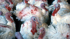 Photograph of turkeys