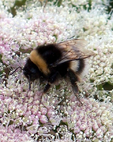 Anne Campbell from Wick saw this busy bee at Dunnet Head in Caithness while out walking her dog.