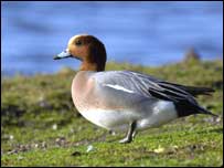 Wigeon