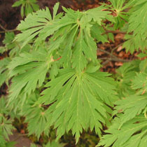 Acer japonicum 'Aconitifolium'