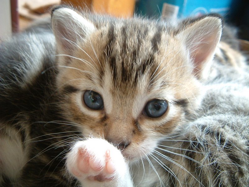 Giles and a random paw