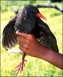 آبچليک کالايانی