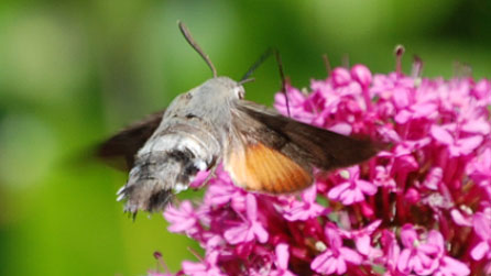 hummingbird_hawkmoth2.jpg