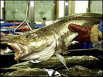 Bacalhau