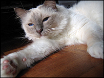 Pip sprawled out on the floor