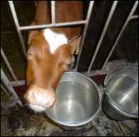 Farmer Eddie Downey with cows