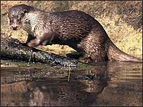 An otter.