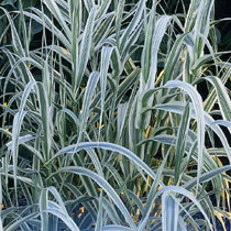 Arundo donax 'Variegata'