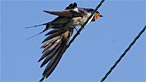 Swallow. Photo: Alan Crawshaw