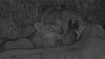 Lions at night