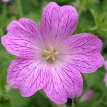 Geranium 'Claridge Druce'