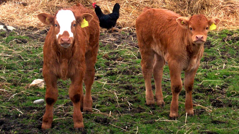 Laoigh ann an Uibhist a Tuath