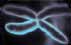 chromosome