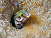 Peixe em corais