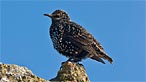 Starling. Photo: Barthill99