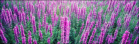 Foxgloves