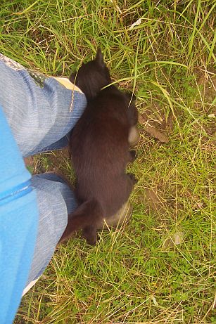 King Tut still rubbing away...