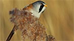 Bearded tit. Photo: Steve B