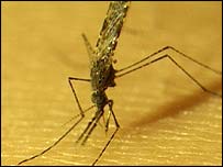 mosquito