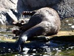 Otter in a zoo