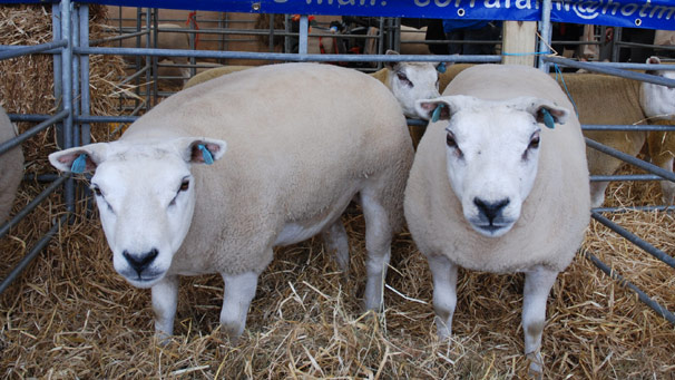 The very muscular pedigree Beltex from Carrs Farm in Billington.