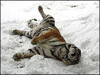 tiger snow linton zoo
