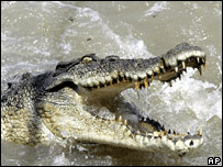 crocodilo