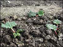 Rhubarb