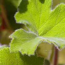 Pelargonium tomentosum