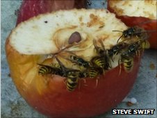 Wasps on apple