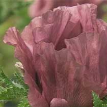 Poppy 'Patty's Plum'